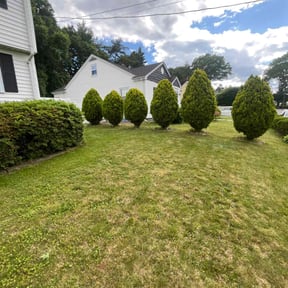 Bush Trimming by Improved lawns reviewed on April 30, 2022