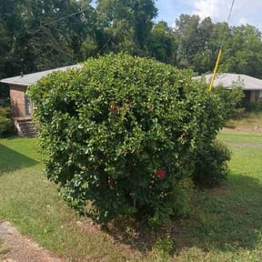 Bush Trimming by lawn care reviewed on October 30, 2023