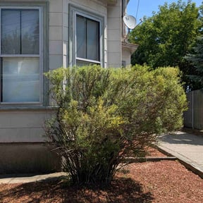 Bush Trimming by Underwood Outdoors reviewed on November 27, 2021