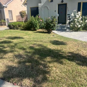 Bush Trimming by JJ Lawn and Tree Trimming reviewed on May 23, 2022