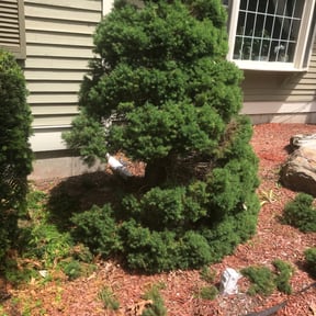 Bush Trimming by Your Next Cut Lawn Services reviewed on November 8, 2021
