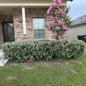 Bush Trimming by Tilted services reviewed on September 11, 2020