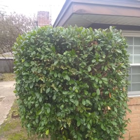 Bush Trimming by TruGreen LawnCare reviewed on November 8, 2024