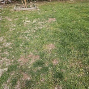 Lawn Seeding by Rody & Mel's Landscaping reviewed on October 16, 2021