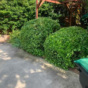 Bush Trimming by Lawn In Order reviewed on April 26, 2022