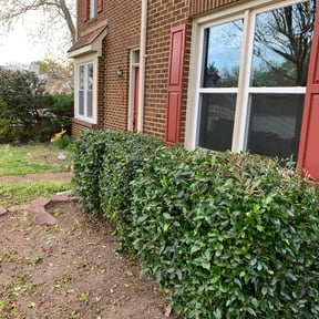 Bush Trimming by Residential maintenance reviewed on March 24, 2022