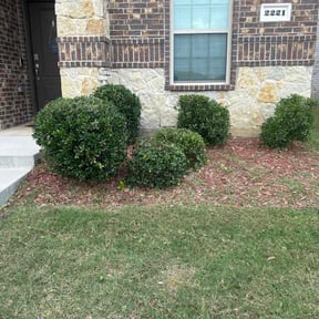 Bush Trimming by Cody Jenkins Landscaping reviewed on July 11, 2022