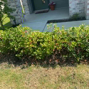 Flower Bed Weeding by Wesley's Lawn Authority LLC reviewed on September 14, 2024