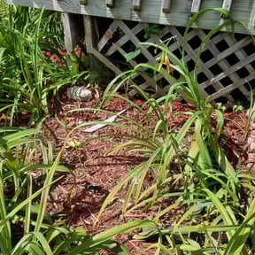 Flower Bed Weeding by K-McG'S Outdoor solutions reviewed on October 30, 2024