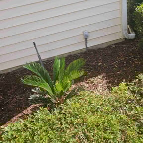 Flower Bed Weeding by Shawn Wynn lawn care reviewed on May 12, 2022