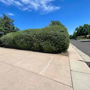 Bush Trimming by 5471 Landscapes reviewed on May 4, 2025