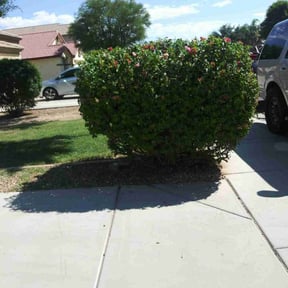 Bush Trimming by Y.A.Y Landscaping reviewed on June 18, 2022