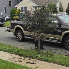 Bush Trimming by GREEN Grass landscaping reviewed on June 3, 2025