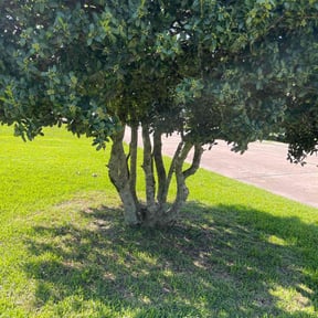 Bush Trimming by reviewed on July 10, 2019
