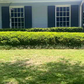 Bush Trimming by LSLTDallas/FortWorthTruGreen reviewed on August 2, 2024