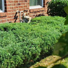 Bush Trimming by Krenik lawn services reviewed on October 24, 2024