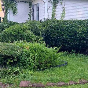 Bush Trimming by Dans Lawn Care reviewed on January 2, 2025