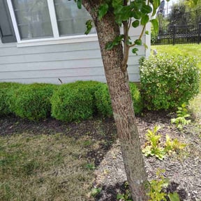 Bush Trimming by David W Services LLC reviewed on July 12, 2022