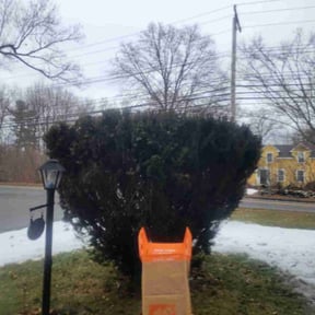 Bush Trimming by Bryan English LLC reviewed on March 24, 2022