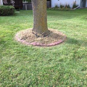 Bush Trimming by WBG Lawn Solutions reviewed on July 14, 2025