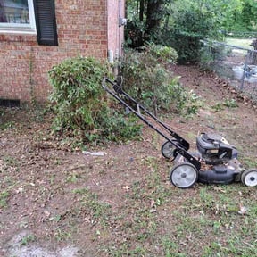 Bush Trimming by CRM Services reviewed on August 16, 2024