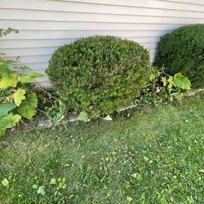 Bush Trimming by LG Lawn Services reviewed on May 10, 2022