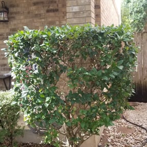 Bush Trimming by Tafolla Home Repairs and Landscaping reviewed on April 8, 2025