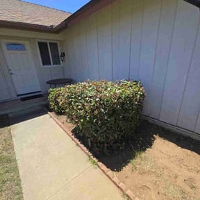 Bush Trimming by LSLTDallas/FortWorthTruGreen reviewed on May 24, 2023