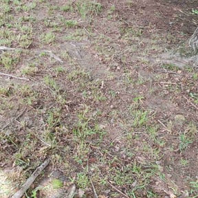 Leaf Removal by David's Landscaping reviewed on December 24, 2020