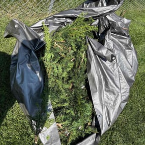Weeding by Rise Lawn Care reviewed on August 8, 2025
