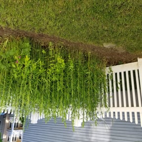 Flower Bed Weeding by Ozy Lawn Care and Landscaping reviewed on October 21, 2021