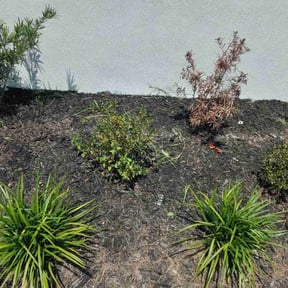 Flower Bed Weeding by Aparicio Lawn Care reviewed on November 30, 2022