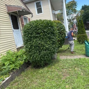 Bush Trimming by Green Tree Lawncare reviewed on June 16, 2020