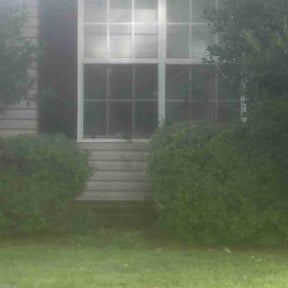 Bush Trimming by Unknown reviewed on November 14, 2024