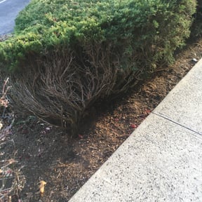 Cleanups by Woods Property PreservationLLC reviewed on June 6, 2022