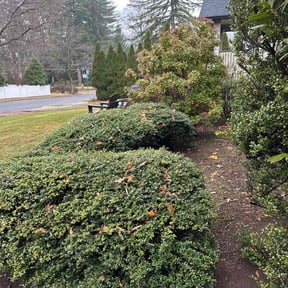 Bush Trimming by Metroscapes Lamdscaping Services reviewed on September 27, 2021