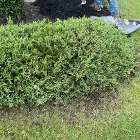 Flower Bed Weeding by Get green lawn and more reviewed on May 9, 2020