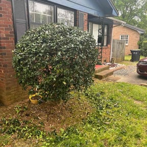 Bush Trimming by American lawn care reviewed on November 10, 2022
