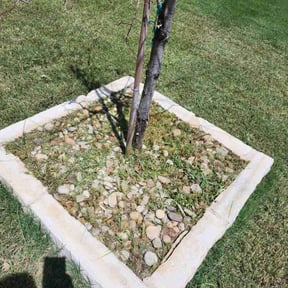 Flower Bed Weeding by LSLTDallas/FortWorthTruGreen reviewed on November 8, 2024