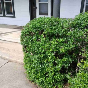 Bush Trimming by Mow N Go Lawn Care reviewed on September 9, 2021