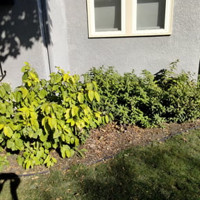 Flower Bed Weeding by Green Leaf Lawn Service reviewed on November 12, 2024
