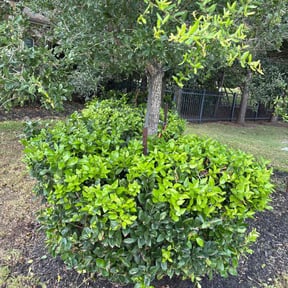 Bush Trimming by Prizel Lawn Service reviewed on September 11, 2024