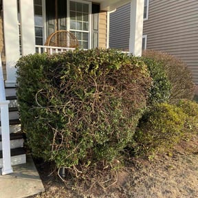 Bush Trimming by JT Quality Lawn reviewed on July 1, 2022
