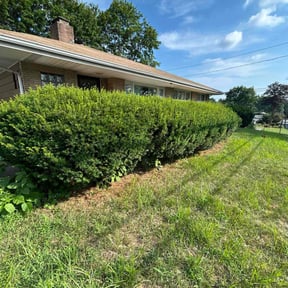 Bush Trimming by Dxd lawn care reviewed on July 11, 2022