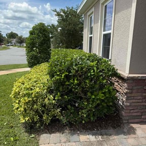 Bush Trimming by Stephen Peffly reviewed on June 24, 2022