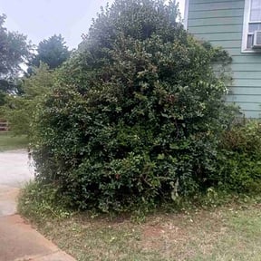 Bush Trimming by Wesleybrother lawn care reviewed on July 28, 2022