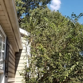 Bush Trimming by McNeil's lawn care &amp; maintenance reviewed on November 13, 2024