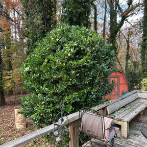 Bush Trimming by SSC LLC reviewed on July 29, 2022