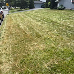 Bush Trimming by Kievs Cleaning Service llc reviewed on July 29, 2022