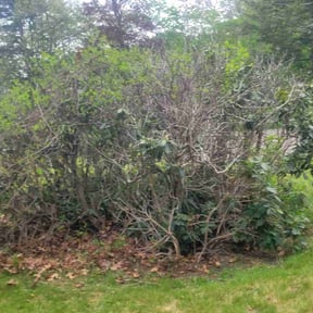 Bush Trimming by Jeremy's Lawn Service reviewed on April 18, 2022